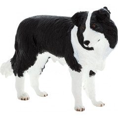 Mojo Border Collie hund